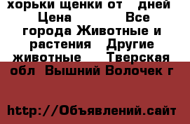 хорьки щенки от 35дней › Цена ­ 4 000 - Все города Животные и растения » Другие животные   . Тверская обл.,Вышний Волочек г.